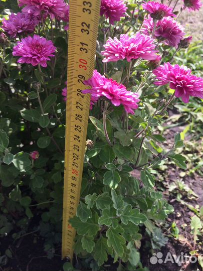 Хризантема зимующая многолетняя/доставка