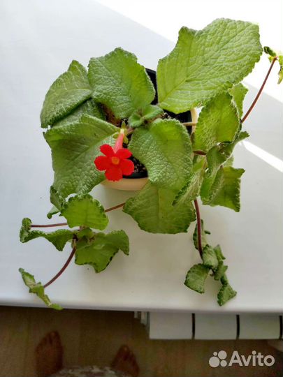 Комнатные растения