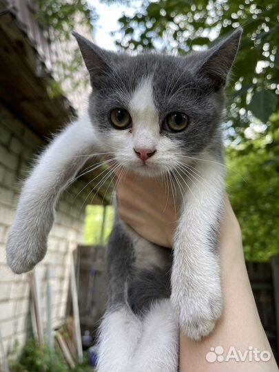 Котенок в добрые руки