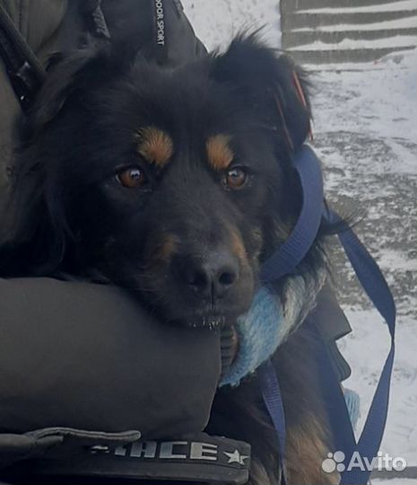 Собака в добрые руки