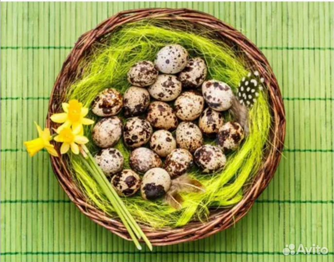 Мясо домашнего бройлера