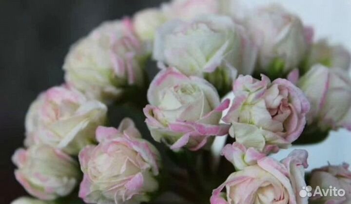 Пеларгония