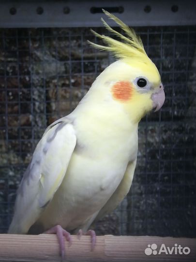 Попугай корелла птенцы, клетка