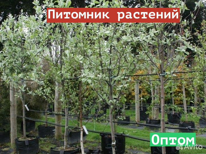 Саженцы Рябина круглолистная Lutescens оптом