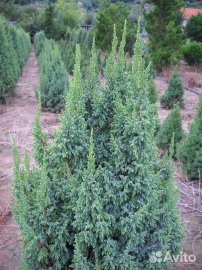 Саженцы Можжевельник чешуйчатый Loderi (Лодери)