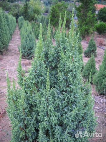 Саженцы Можжевельник чешуйчатый Loderi (Лодери)