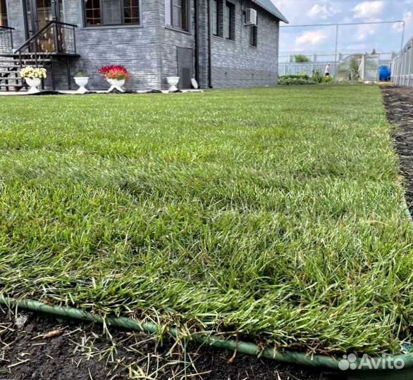 Газон, укладка рулонного газоны