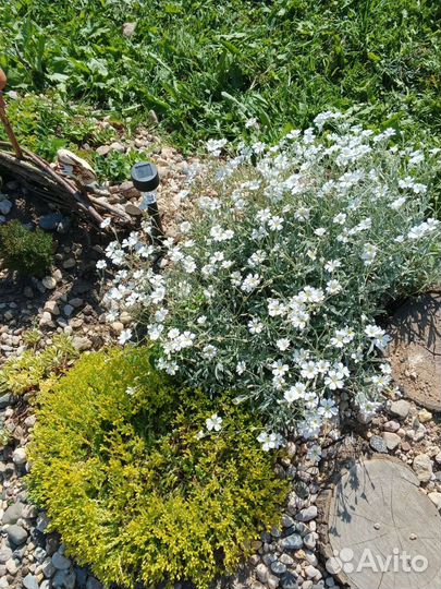 Ясколка войлочная почвопокровная