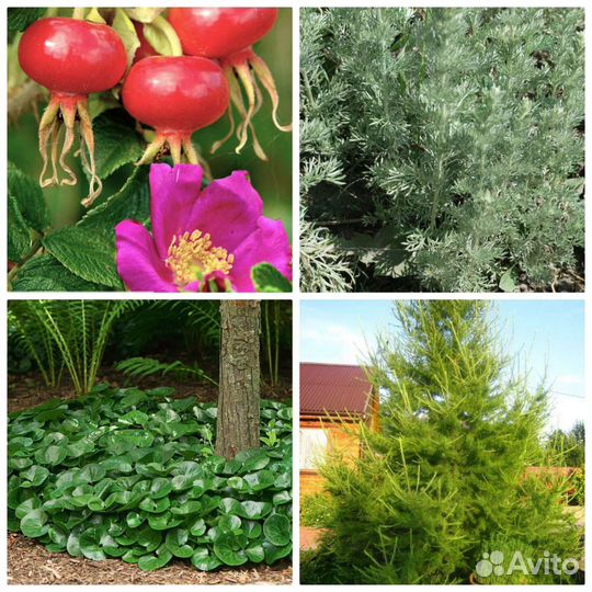 Многолетние растения