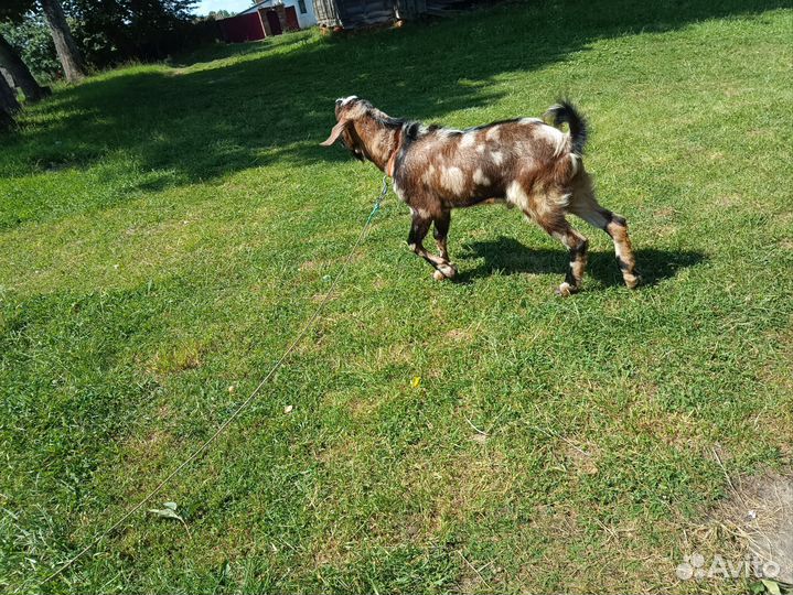 Продам козла