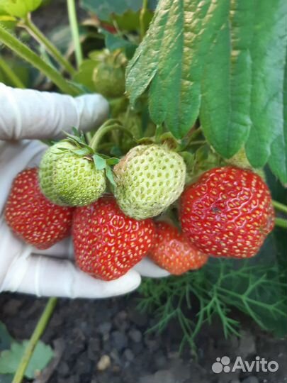 Продам рассаду Виктории