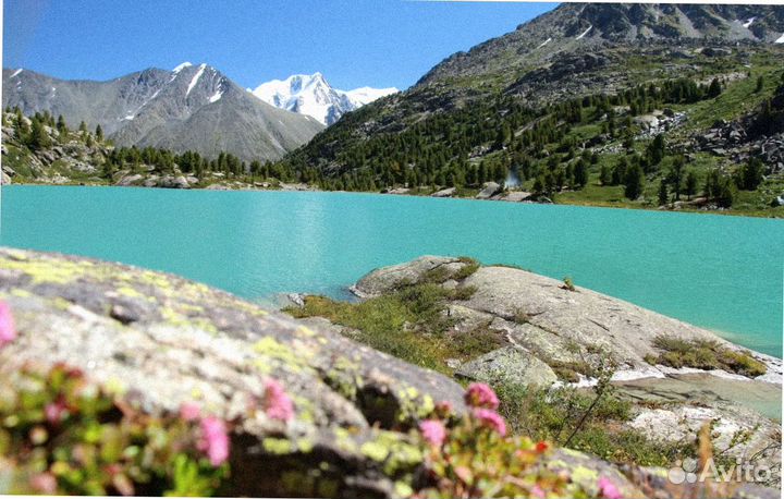 Тур путевка Алтай летний экспедиции от 6 дн