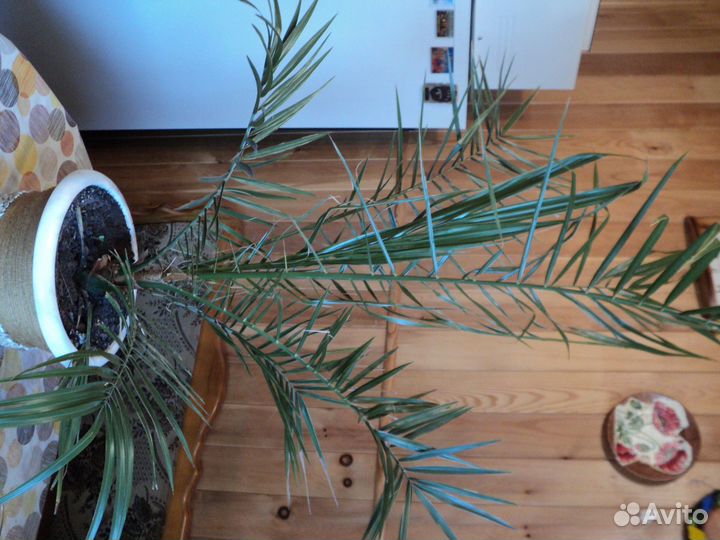 Комнатные растения цветы