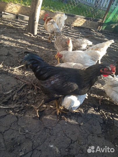 Молодые петухи