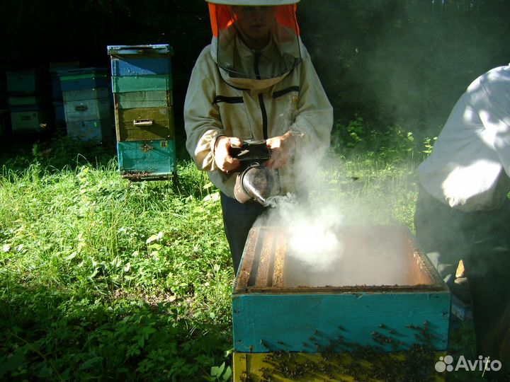 Обучение пчеловодству