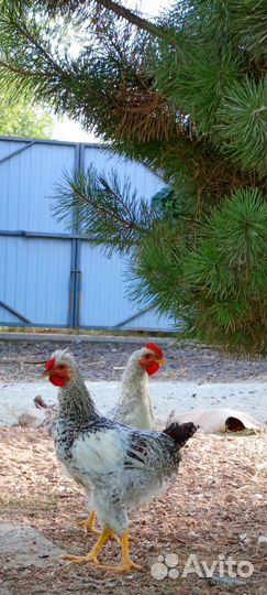 Молодые пятушки