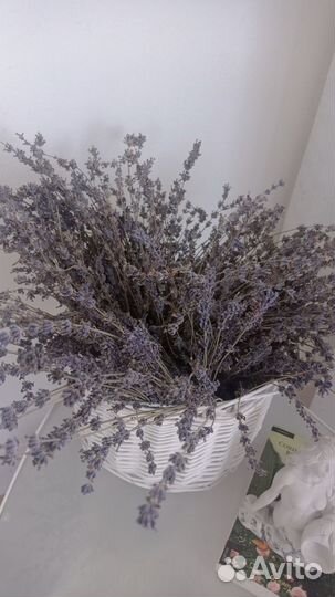 Лаванда узколистная сухоцвет