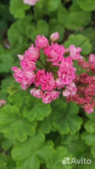 Пеларгония герань