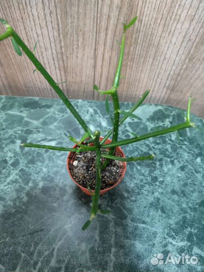 Эуфорбия платиклада