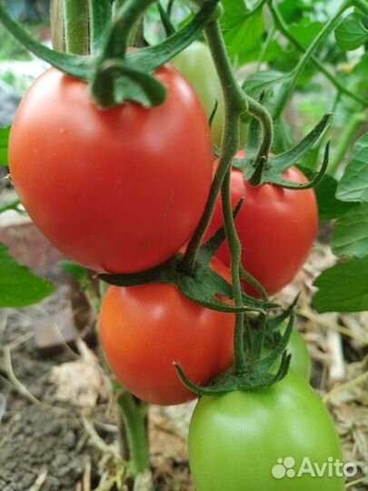 Помидоры и огурцы домашние
