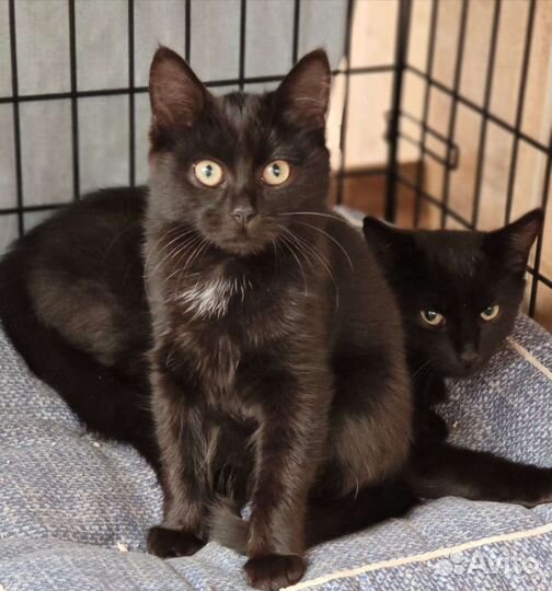 Котята пантерки в добрые руки