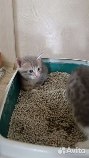 Коты бесплатно