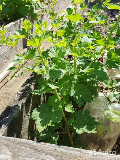 Крыжовник, черная смородина, саженцы