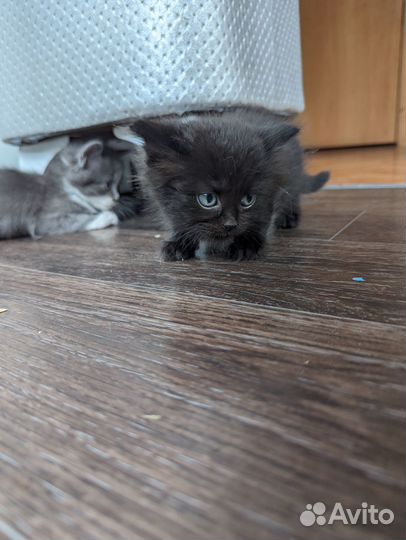 Котята бесплатно