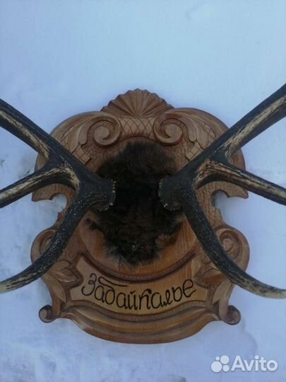 Рога изюбря