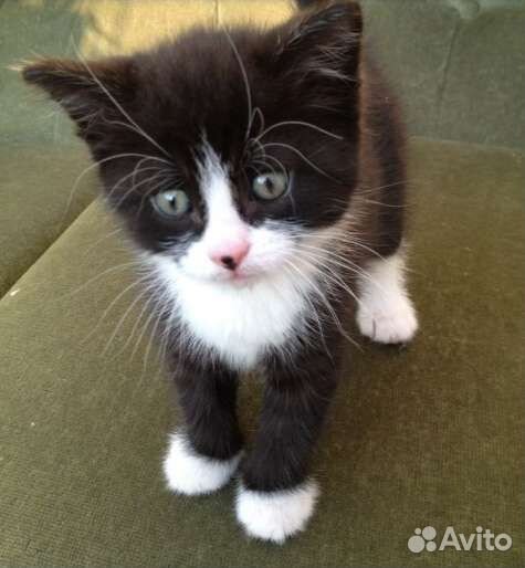 Котенок. Мальчик 2 месяца