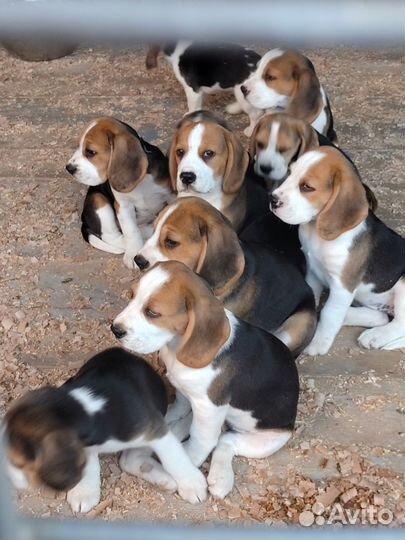 Щенки бигль РКФ