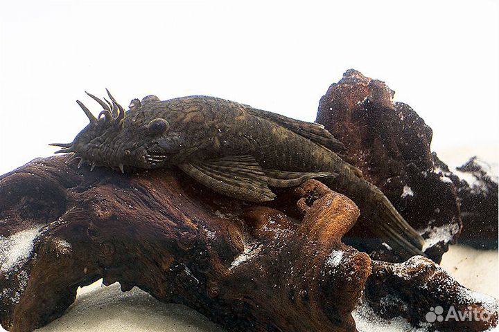 Сомы присоски: L-393, жёлтые анциструсы