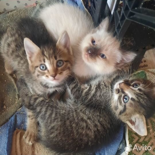 Котятки в добрые руки