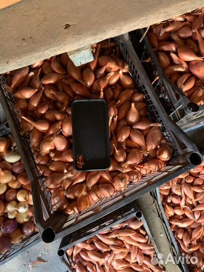 Чеснок/лук/шалот