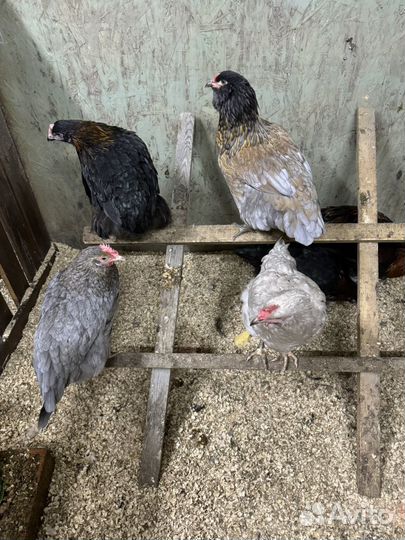 Курочки молодки несушки