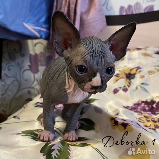 Канадский сфинкс