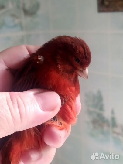 Продам молодых кенаров, красного и красно черного