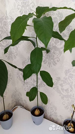 Авокадо растение