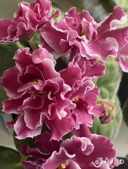 Фиалка(набор листов на срез)