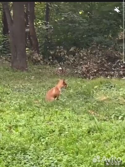 Благоус.территории, проф.демонтаж и многое другое