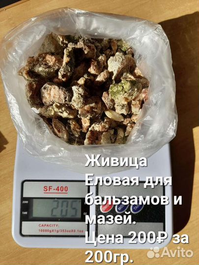 Почки сосны