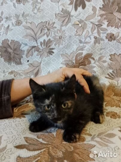 Кошка в дар бесплатно