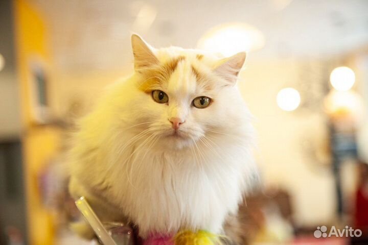 Шикарная красотка ищет дом