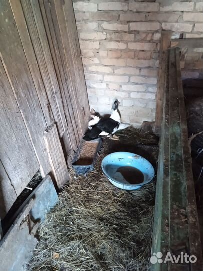 Мускусные утки