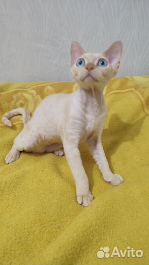 Котята девон-рекс