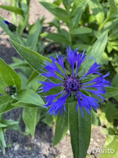 Васильки многолетник для сада