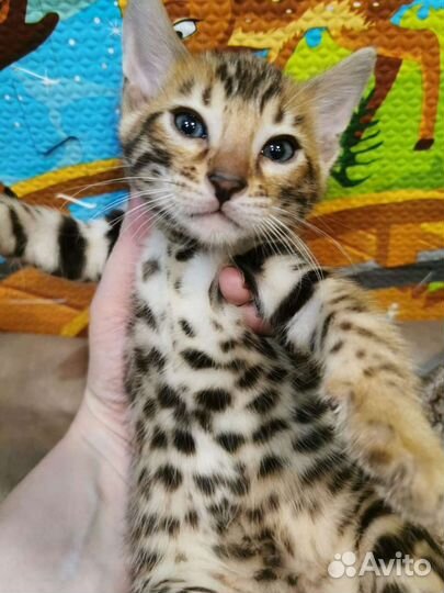 Бенгальские котята