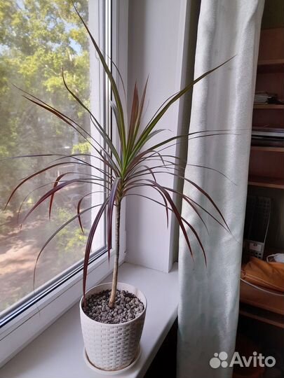 Пальма драцена