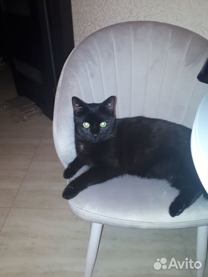 Котики бесплатно в добрые руки