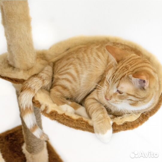 Новая когтеточка - комплекс